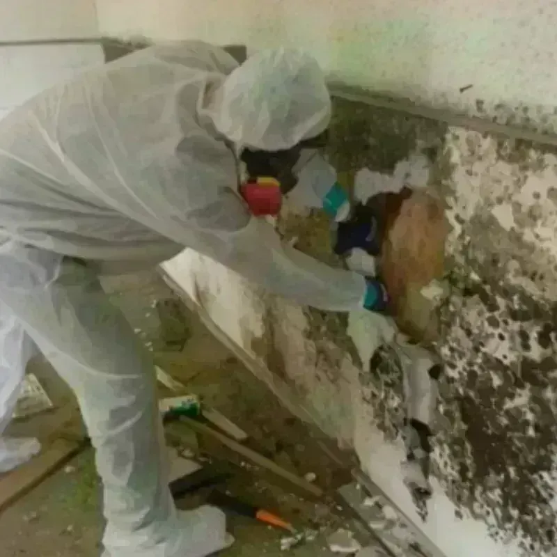 Mold Remediation and Removal in Lakemoor, IL